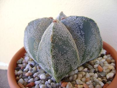 Astrophytum myriostigma quadricostatum