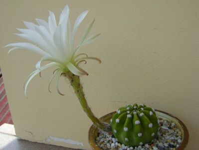 Echinopsis subdenudata