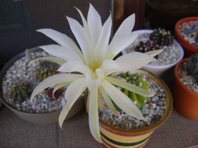 Echinopsis subdenudata