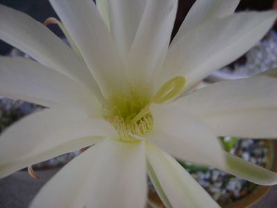 Echinopsis subdenudata