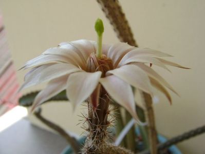 Wilcoxia leucantha albiflora