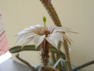 Wilcoxia leucantha albiflora