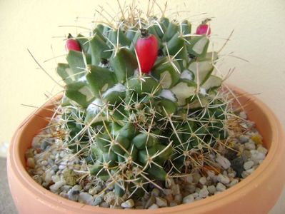 Mammillaria compressa