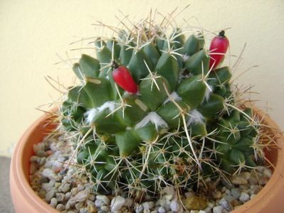 Mammillaria compressa