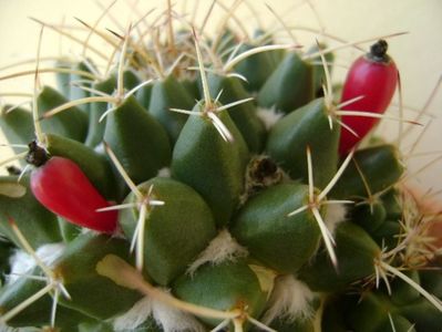 Mammillaria compressa