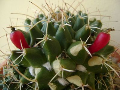 Mammillaria compressa