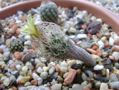 Turbinicarpus krainzianus v. minimus