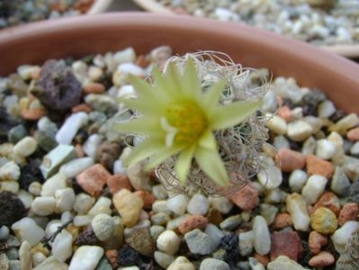 Turbinicarpus krainzianus v. minimus