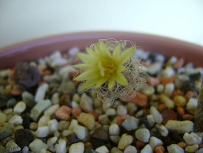 Turbinicarpus krainzianus v. minimus