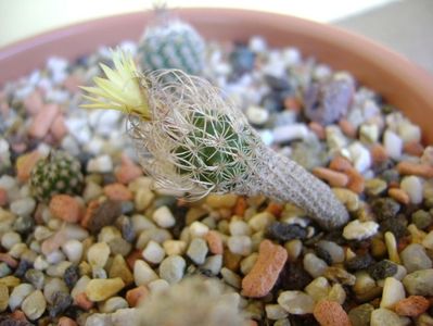 Turbinicarpus krainzianus v. minimus