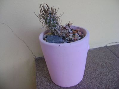 Toumeya papyracantha (Sclerocactus papyracanthus)