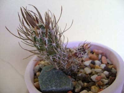 Toumeya papyracantha (Sclerocactus papyracanthus)