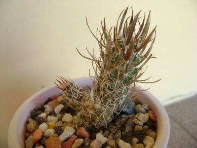 Toumeya papyracantha (Sclerocactus papyracanthus)