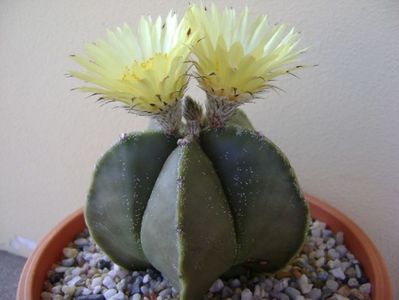 Astrophytum myriostigma