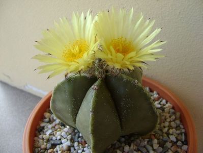 Astrophytum myriostigma