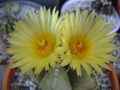 Astrophytum myriostigma