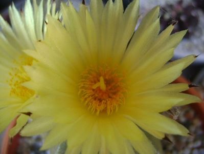 Astrophytum myriostigma