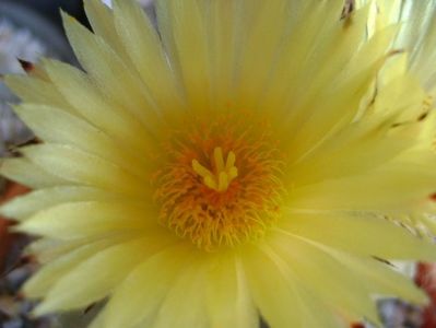 Astrophytum myriostigma