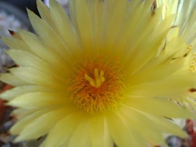 Astrophytum myriostigma