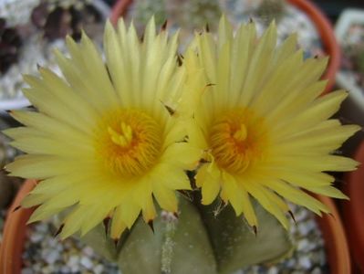 Astrophytum myriostigma