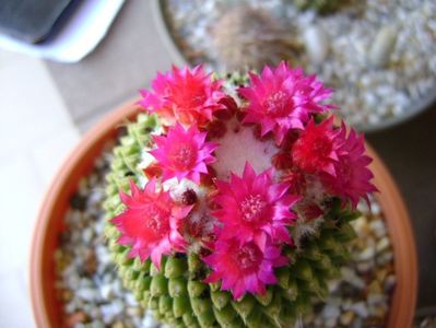 Mammillaria polythele cv. Stachellos