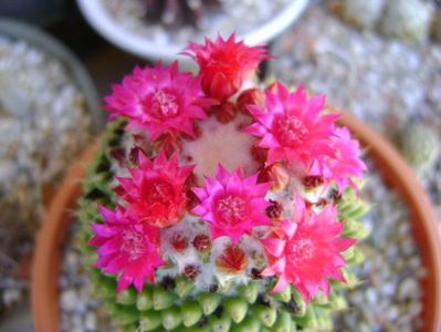 Mammillaria polythele cv. Stachellos