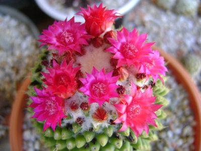 Mammillaria polythele cv. Stachellos