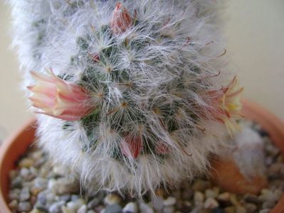 Mammillaria bocasana multilanata