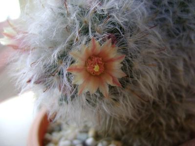 Mammillaria bocasana multilanata