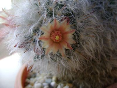 Mammillaria bocasana multilanata