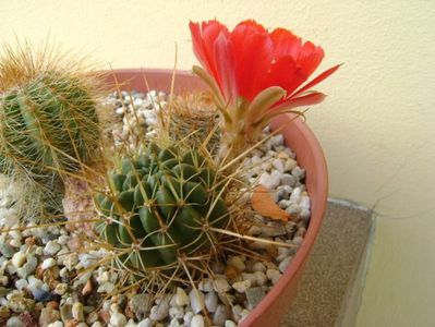 Lobivia aculeata (Echinopsis pentlandii)