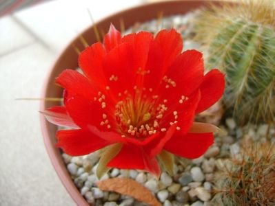 Lobivia tiegeliana (Echinopsis pentlandii)