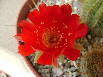 Lobivia tiegeliana (Echinopsis pentlandii)