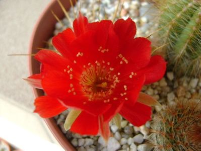 Lobivia tiegeliana (Echinopsis pentlandii)