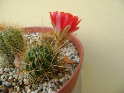 Lobivia tiegeliana (Echinopsis pentlandii)