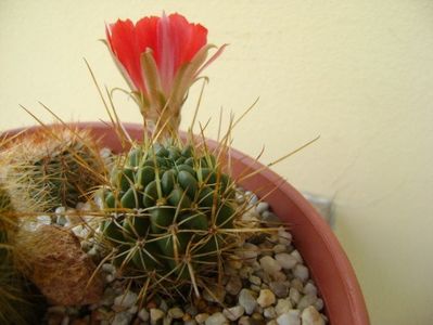 Lobivia tiegeliana (Echinopsis pentlandii)