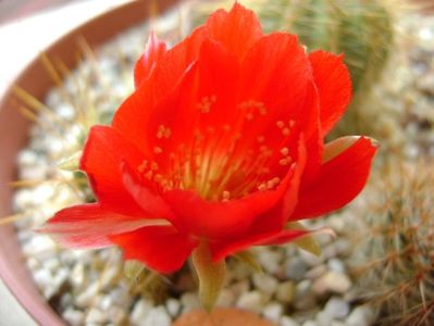 Lobivia tiegeliana (Echinopsis pentlandii)