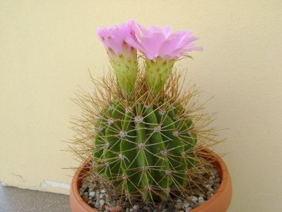 Acanthocalycium spiniflorum f. violaceum