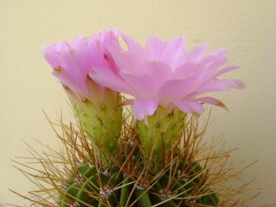 Acanthocalycium spiniflorum f. violaceum