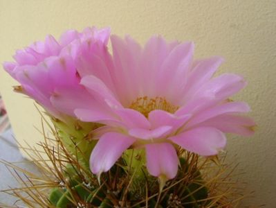 Acanthocalycium spiniflorum f. violaceum