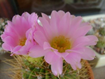 Acanthocalycium spiniflorum f. violaceum