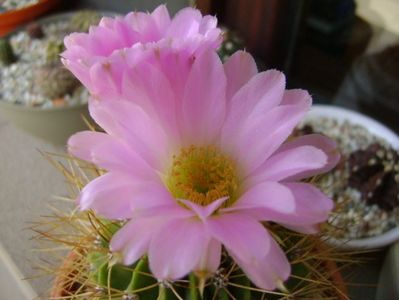 Acanthocalycium spiniflorum f. violaceum