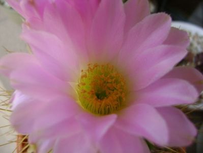 Acanthocalycium spiniflorum f. violaceum