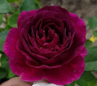 Ebb Tide. (Tufa); Mauve or mauve blend Floribunda.
Registration name: WEKsmopur
Exhibition name: Ebb Tide ™
Bred by Tom Carruth (United States, 2001).
Introduced in United States by Weeks Wholesale Rose Grower, Inc. in
