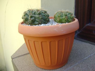 Gymnocalycium baldianum, 2 ex.; replantat
