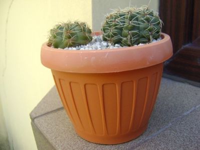 Gymnocalycium baldianum, 2 ex.; replantat
