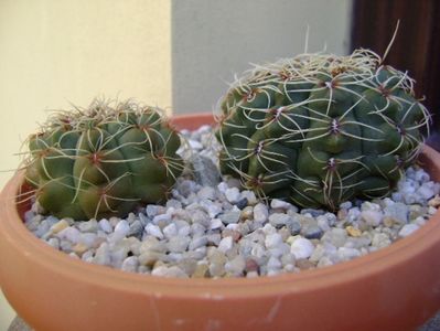 Gymnocalycium baldianum, 2 ex.; replantat
