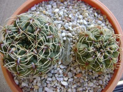 Gymnocalycium baldianum, 2 ex.; replantat
