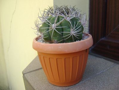 Gymnocalycium saglionis longispinus; replantat
