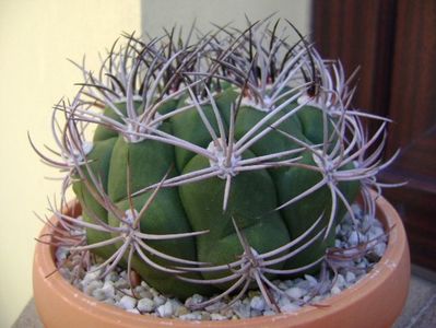 Gymnocalycium saglionis longispinus; replantat
